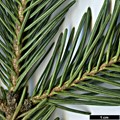 SpeciesSub: var. arizonica